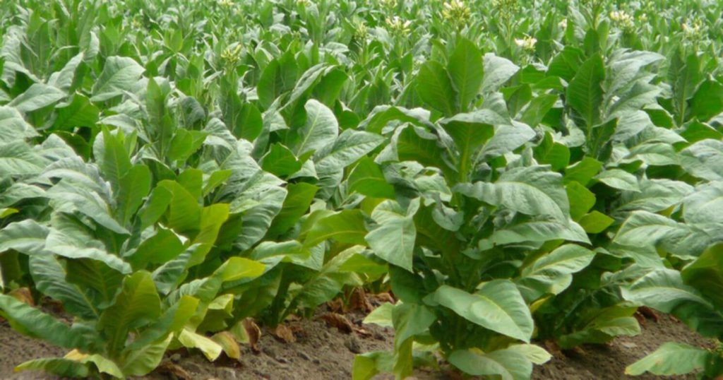 Close-up of tobacco plants growing in the US.