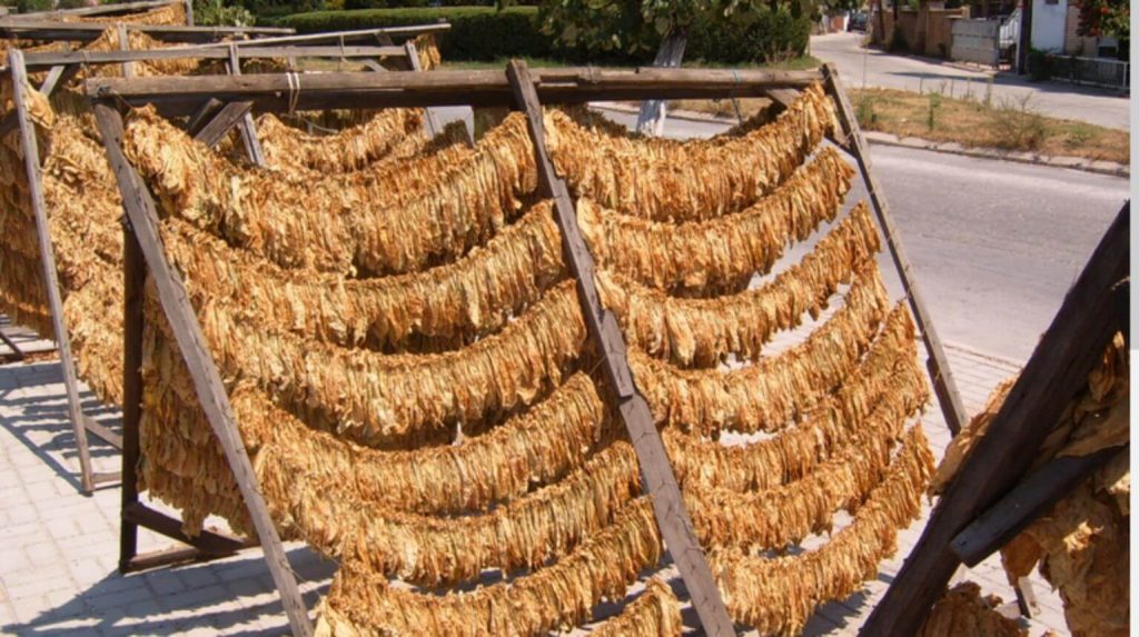 Traditional tobacco drying process in Turkey