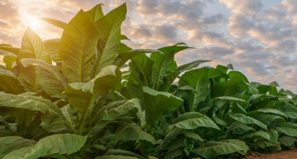 A close-up of tobacco leaves bathed in golden sunlight.
