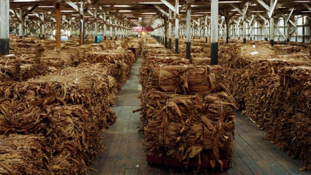 Rich, golden leaves of Burley Kentucky tobacco